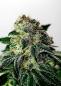 Preview: Mystic Cookie Auto 3+1 Preview: Mystic Cookie Auto 3+1